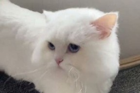 抖阴与快猫的广泛比较：哪个视频平台更值得选择？