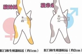 快速了解快猫与抖阴的相似之处与不同之处解析