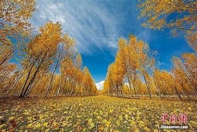 麻豆星空天美精东传媒：探索影视行业的新方向与机遇