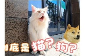 猫咪抖阴的搞笑瞬间，轻松挖掘猫咪的萌趣日常